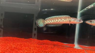 Ikan Channa fish Auranti Cobra-4 inci (ACS-17)