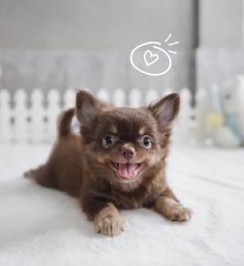 CHIHUAHUA PUPPIES 264 🌷Head Apple Cute Dog