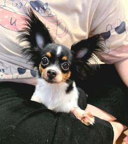 Chiwawa Girl