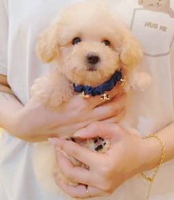 Maltipoo