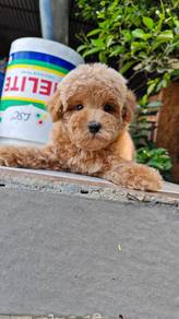 toy poodle 玩具型贵宾弟弟 M4