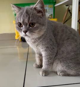 Tabby BSH