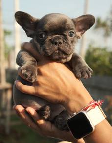 French Bulldog Puppy 88