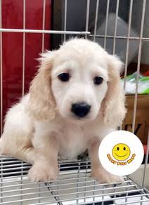 H_GH2660 MKA Mini Dachshund long haired cream