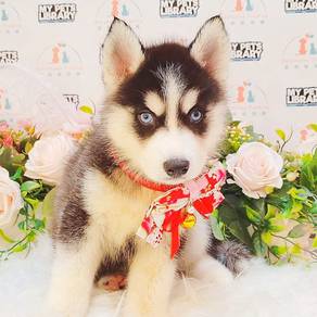 Husky