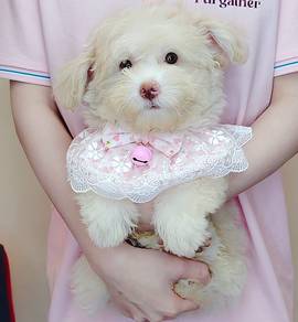 Maltipoo