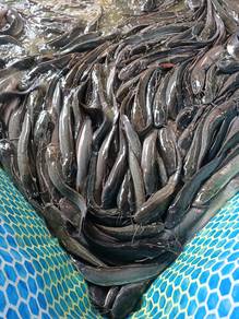 Ikan Keli