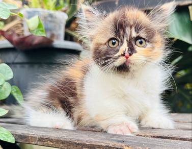 Munchkin Supershort Longhair