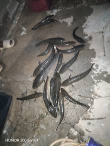 Haruan liar