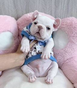 FRENCH BULLDOG PUPPIES 🌻VIP736 Boy~ Girl