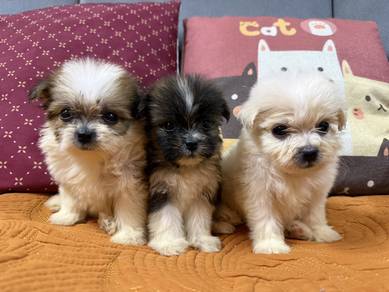 Shih Tzu mix