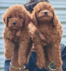 Poodle 