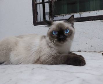 Female Himalayan Persian
