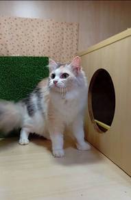 BRITISH LONG HAIR BLH Calico Female Clearence 