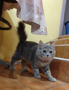 Siberian male kitten
