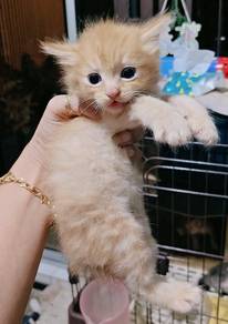 kitten  mix persian 