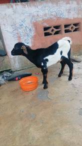 anak kambing kampung tino