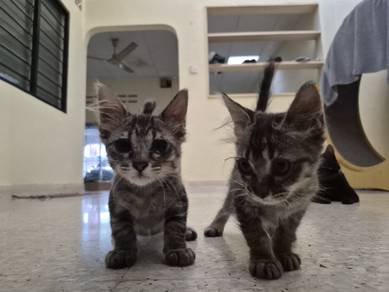 kitten free for adoption
