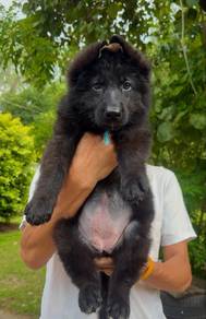 Black Shepherd