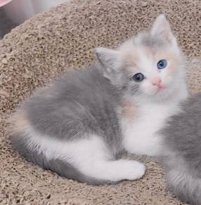 cat kitten