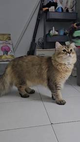 Male British Long Hair BLH Jantan