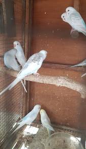 Burung