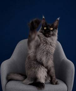 Maine Coon neutered