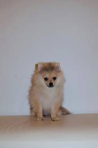 J0877 Pomeranian Super Cute Baby Puppy