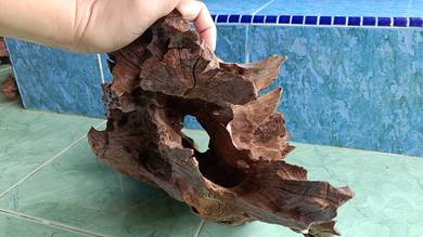 Malaysian driftwood body berlubang RAre