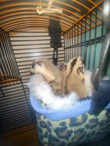 sugar glider