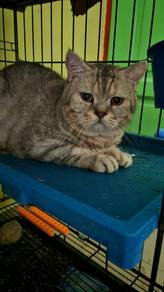 kucing Bsh silver tabby 