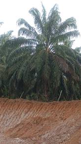 Agricultural Land in Jerantut, PHG