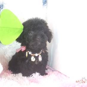 Maltipoo