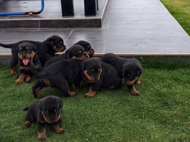 rottweiler puppies 3