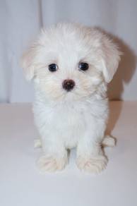 J0427 Maltese Silky Coat Princess Puppy