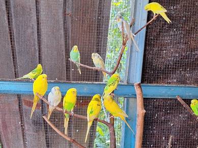 Burung Baji Budgie