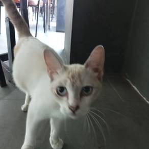 Cat for adoption