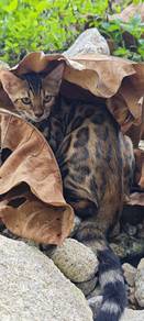 bengal