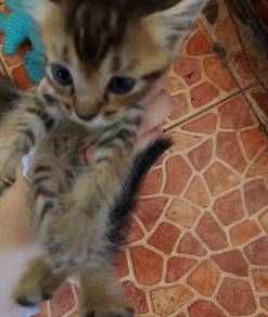 Persian mix kitten