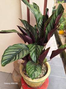 Pinstripe Calathea Plant