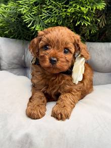 cavapo puppy q