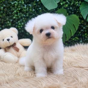 Purebred Bichon Frise Male Puppy | Korean Bloodlin