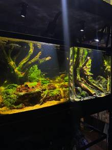 Aquascape fullset ready stock