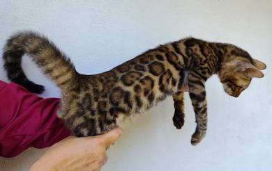 Handsome Male Rosetted Bengal