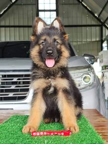 German shepherd puppies 