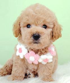 Poodle