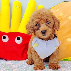 Poodle
