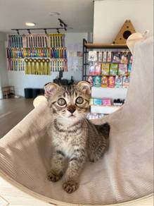 Non-Standard Munchkin