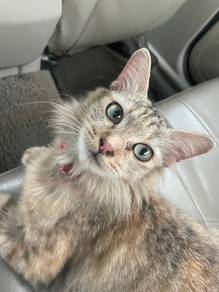 domestic short hair tabby