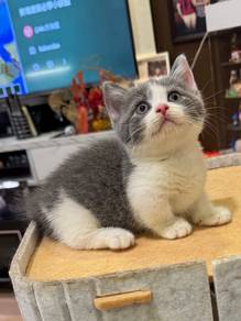 munchkin british short hair